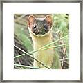 Long-tailed Weasel #14 Framed Print