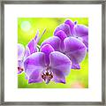 Purple Orchid Flowers #14 Framed Print