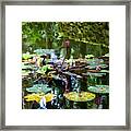 Hawaii Lily Pond Photography 20150713-923 Framed Print
