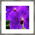 Purple Orchid Flowers #17 Framed Print