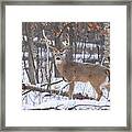 Whitetail Buck #17 Framed Print