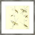 Insects #172 Framed Print