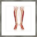 Human Leg Musculature, Computer Artwork. #18 Framed Print