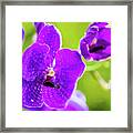 Purple Orchid Flowers #18 Framed Print