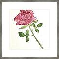 A Rose #2 Framed Print