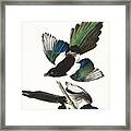 American Magpie #2 Framed Print