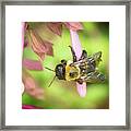 Bee On A Flower #3 Framed Print