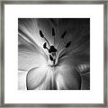Black And White Flower #2 Framed Print