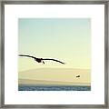 Brown Pelican, Pelecanus Occidentalis, Elizabeth Bay, Isabela Island, Galapagos Islands, Ecuador #2 Framed Print