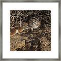 California Ground Squirrel Framed Print