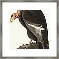 Californian Vulture #2 Framed Print