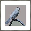 Catbird #2 Framed Print