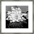 Common Water Lily Floating On Water #2 Framed Print