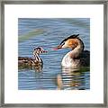 Crested Grebe, Podiceps Cristatus, Duck And Baby #2 Framed Print