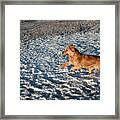 Dog Running In Snow #2 Framed Print