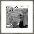 Elephant Love #1 Framed Print