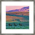 Elk At Sunrise #2 Framed Print