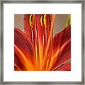Fire Lily 2 Framed Print