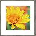 Gazanias Flower #2 Framed Print