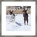 German Shorthaired Pointers #2 Framed Print