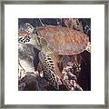 Green Sea Turtle 31 #2 Framed Print