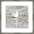 Gull Floats On Water #2 Framed Print