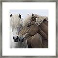 Icelandic Horses Framed Print