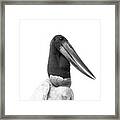 Jabiru Stork #2 Framed Print