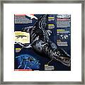 Liopleurodon #2 Framed Print