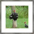 Pileated Woodpecker 2 #2 Framed Print