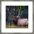 Rocky Mountain Elk #2 Framed Print