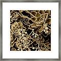 Sepia Succulents #2 Framed Print