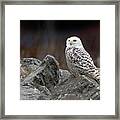 Snowy Owl #2 Framed Print