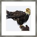 Soggy Eagle #2 Framed Print