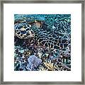 The Underwater World Of Java Sea, Gili Islands, Lombok, Indonesia. #2 Framed Print