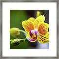Yellow Orchid Flowers #2 Framed Print