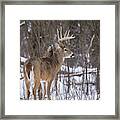 Whitetail Buck #20 Framed Print