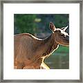 2018 Elk-3 Framed Print