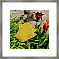 2020 Acewood Tulips By The Water 1 Framed Print