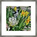 2020 Acewood Tulips, Hyacinth And Daffodils Framed Print