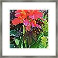 2020 Mid June Garden Canna With Nicotiana Framed Print