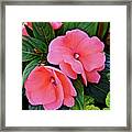 2020 Mid June Garden Impatiens Framed Print