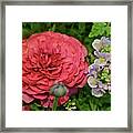 2020 Red Persian Buttercup With Snapdragon Framed Print
