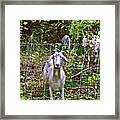 2021 Backyard Goats 5 Framed Print