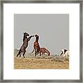 2021 Mustang Stallions Framed Print