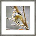 2021.02.16_20000227 - Red Breasted Nuthatch #2021021620000227 Framed Print