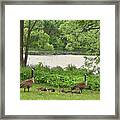 2022 Geese And Goslings Visiting The Basin Framed Print