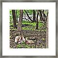 2022 Visiting Goats Mom With Kids Framed Print