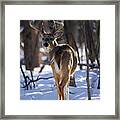 Whitetail Buck #21 Framed Print