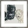 Pomeranian Puppies Framed Print